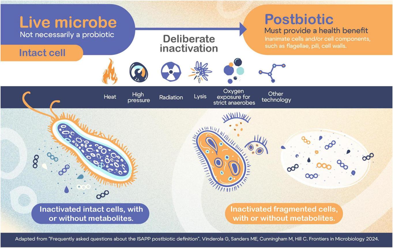 Frontiers | Postbiotics in pediatric clinical practice: position paper from Special Group of Latin American Society of Pediatric Gastroenterology, Hepatology and Nutrition (LASPGHAN)