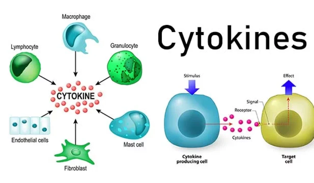 Cytokines-Mechanism-of-action-and-Functions