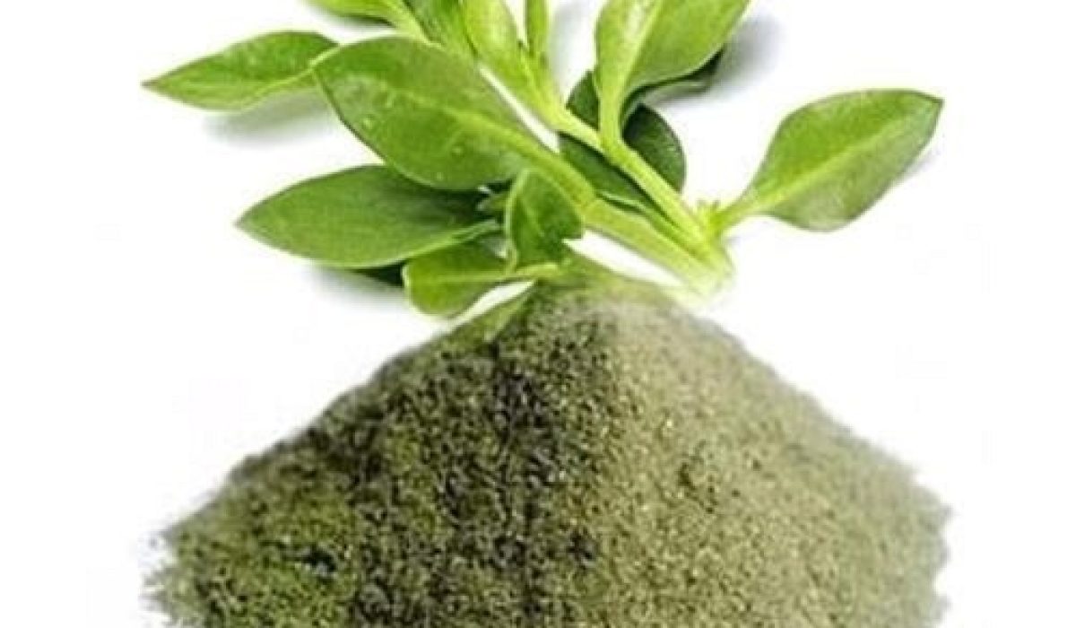 herbal-kalmegh-andrographis-paniculata-40-extract-powder-762