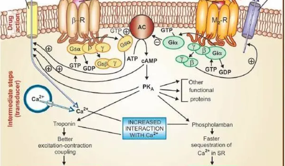 pharmacodynamics-2